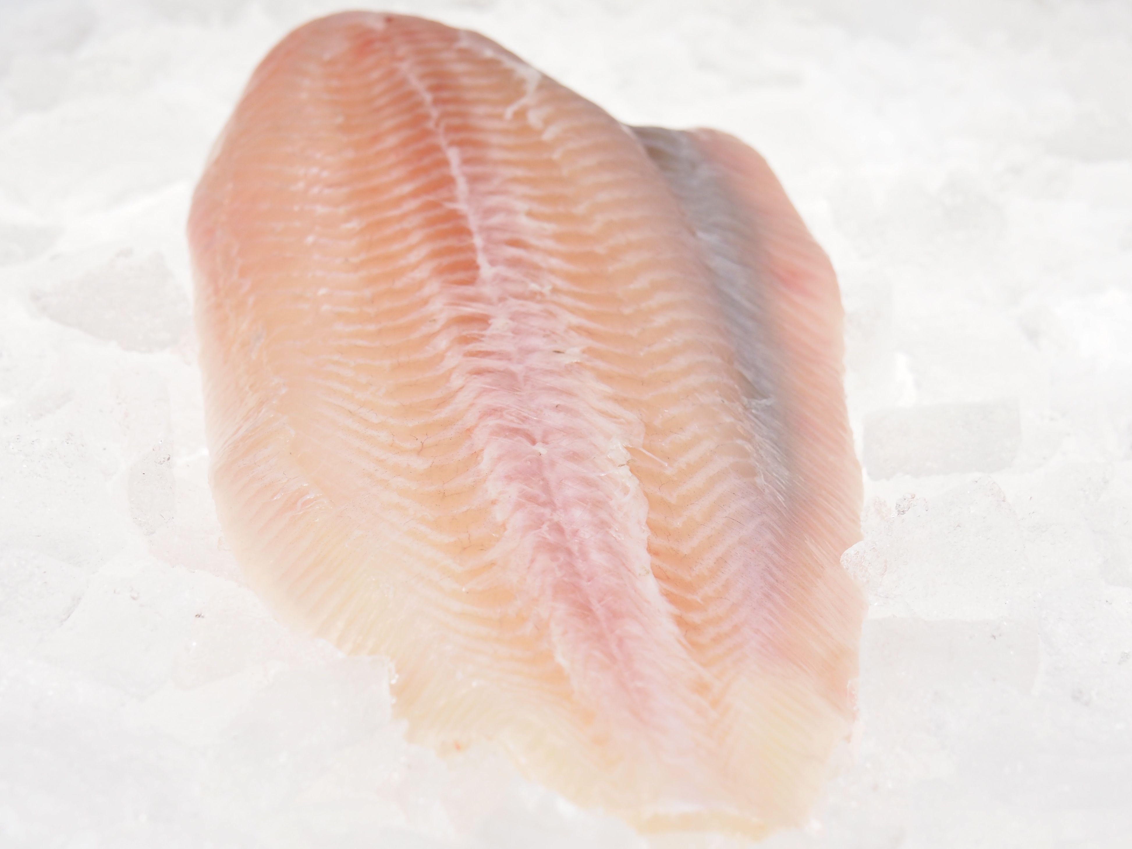 Seezunge-kf Seezunge