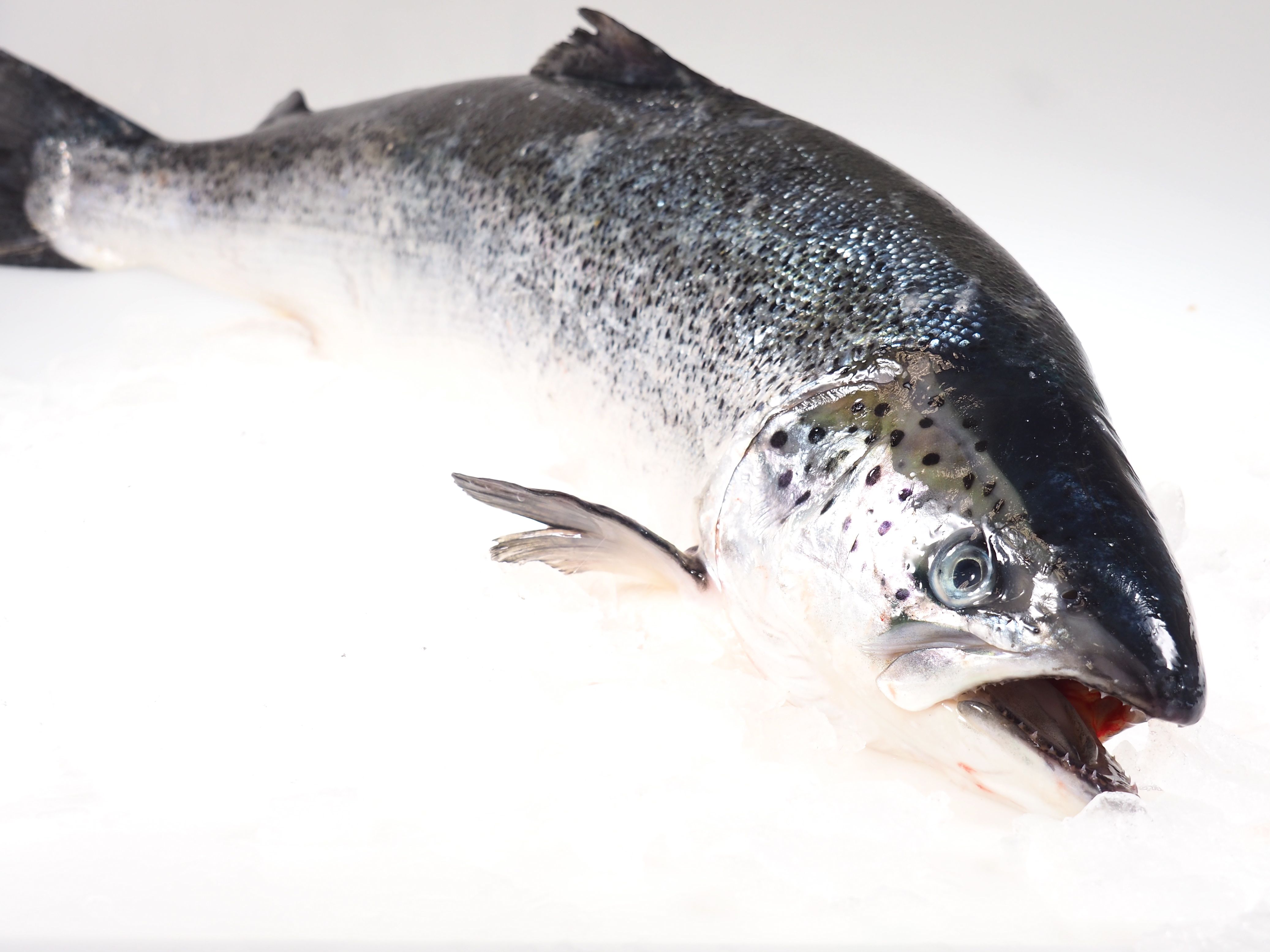 Lachs-mit-Kopf