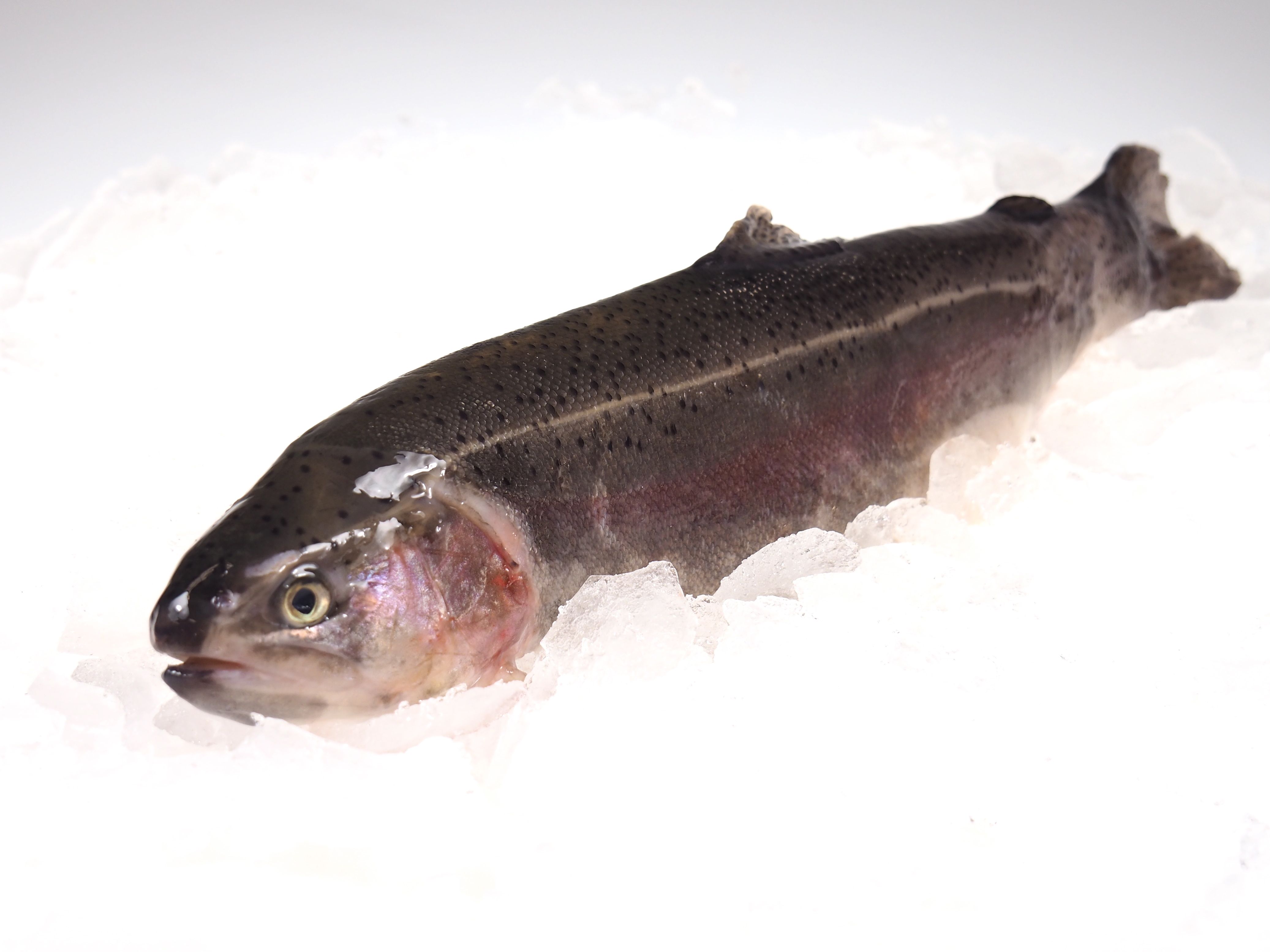 Lachsforelle Lachsforelle