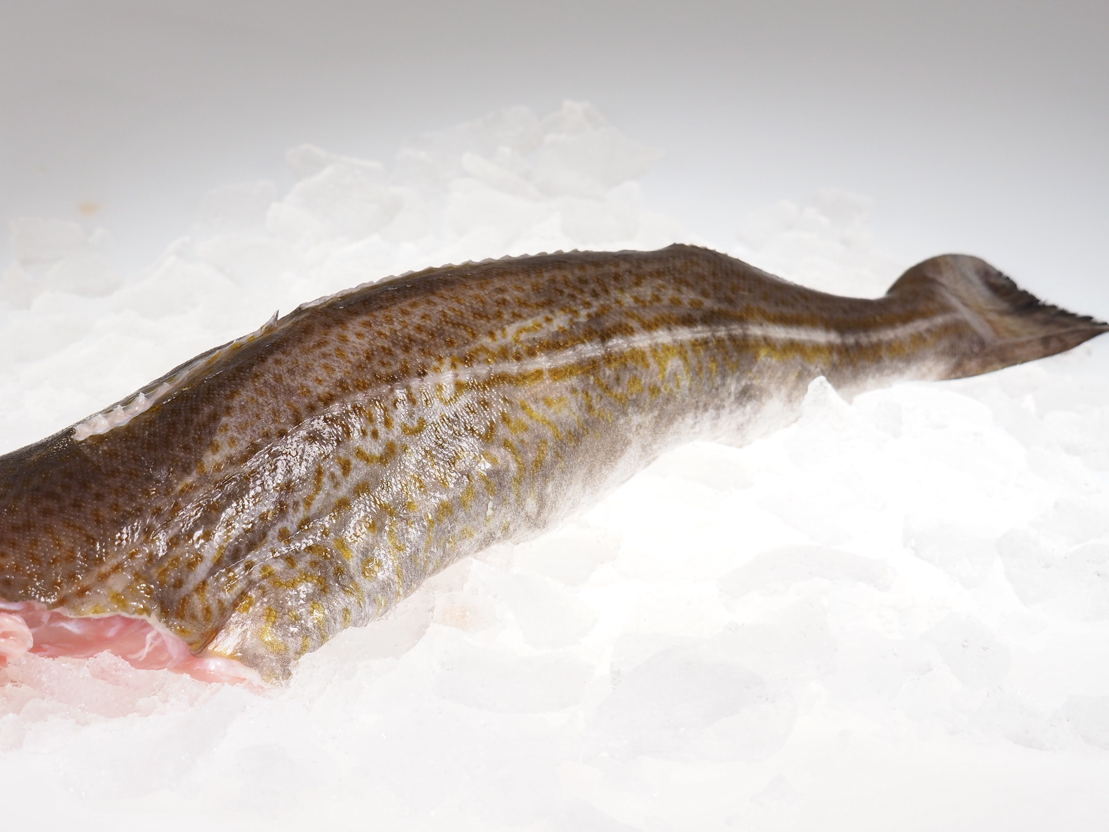 Kabeljau ohne Kopf 1,5 kg