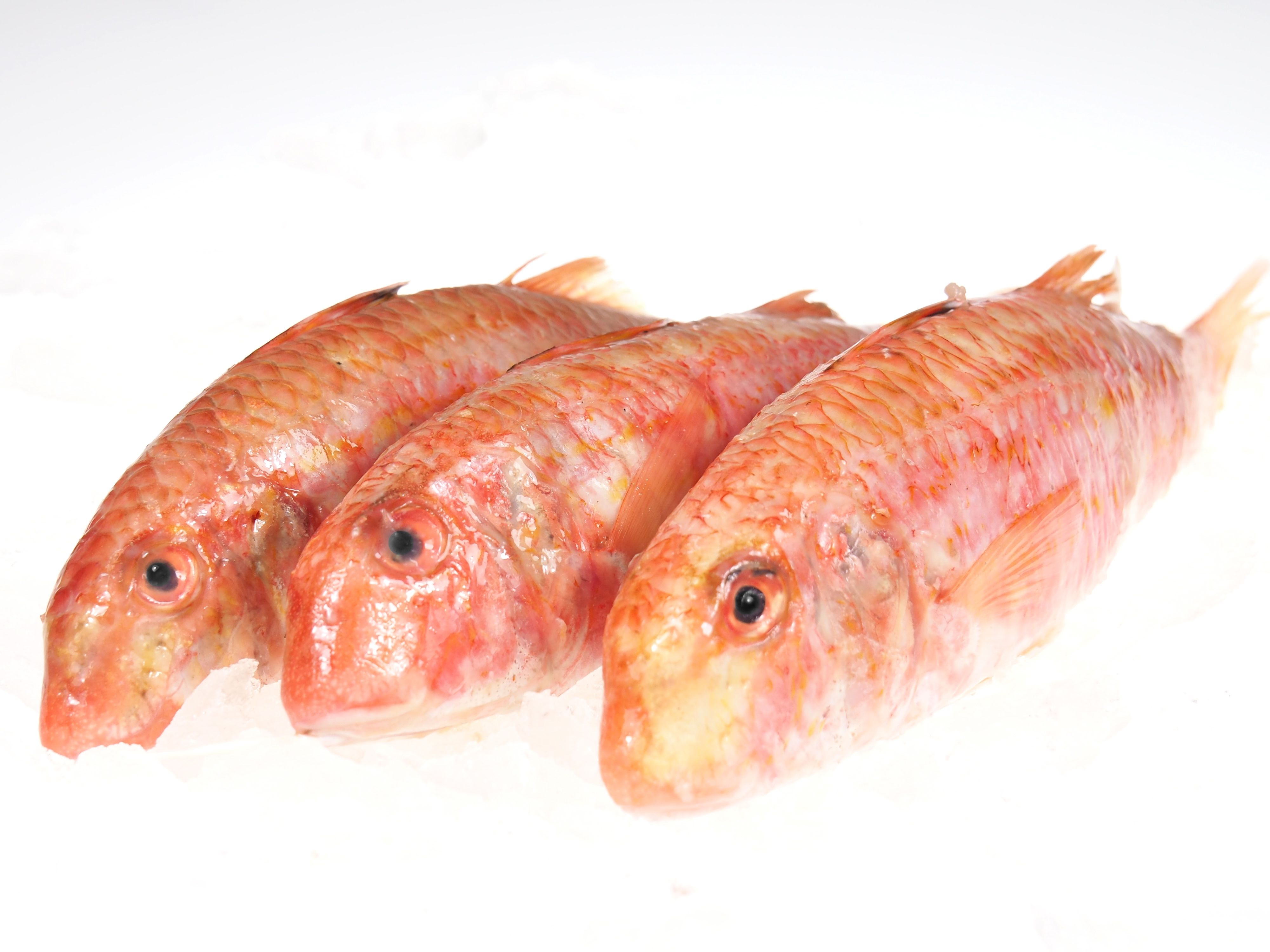 Rote-Meerbarbe Rote Meerbarben