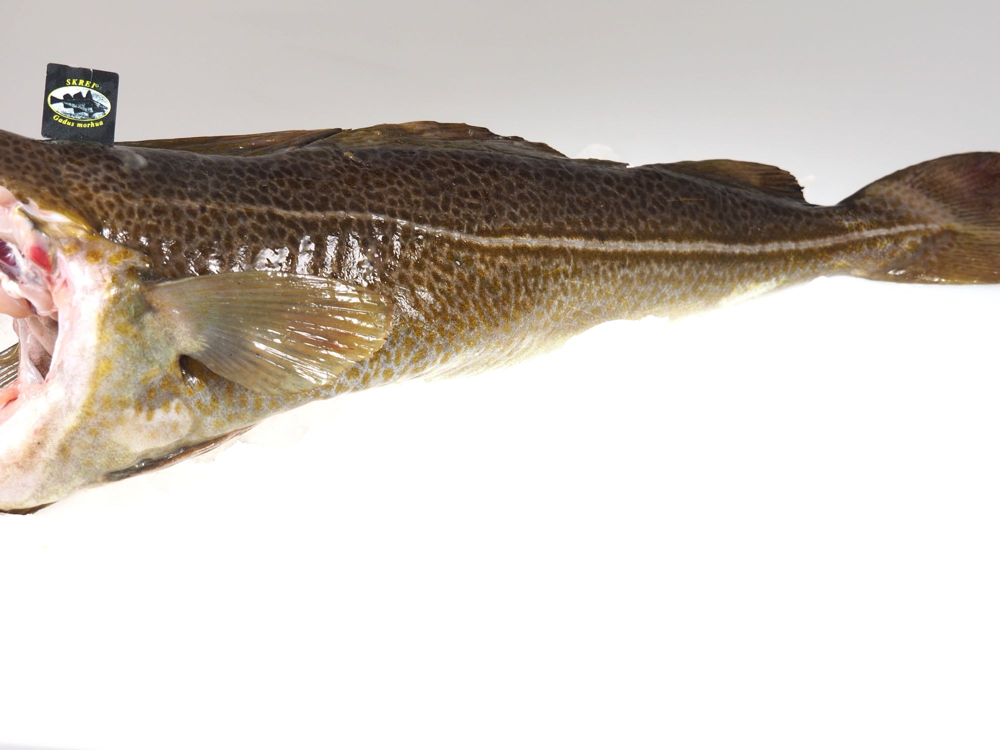 Skrei - Winterkabeljau