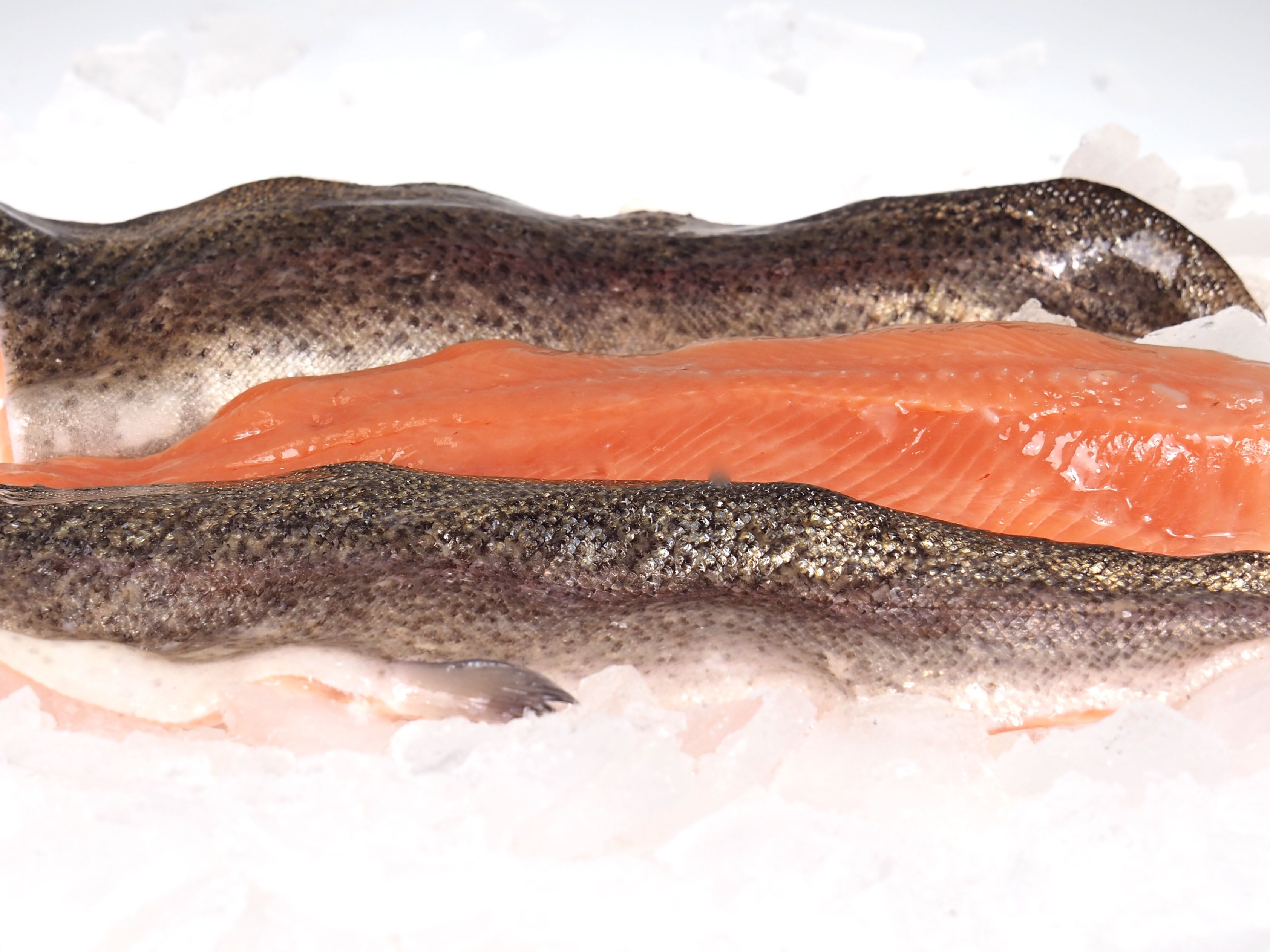 Lachsforellenfilet2 Lachsforellenfilet