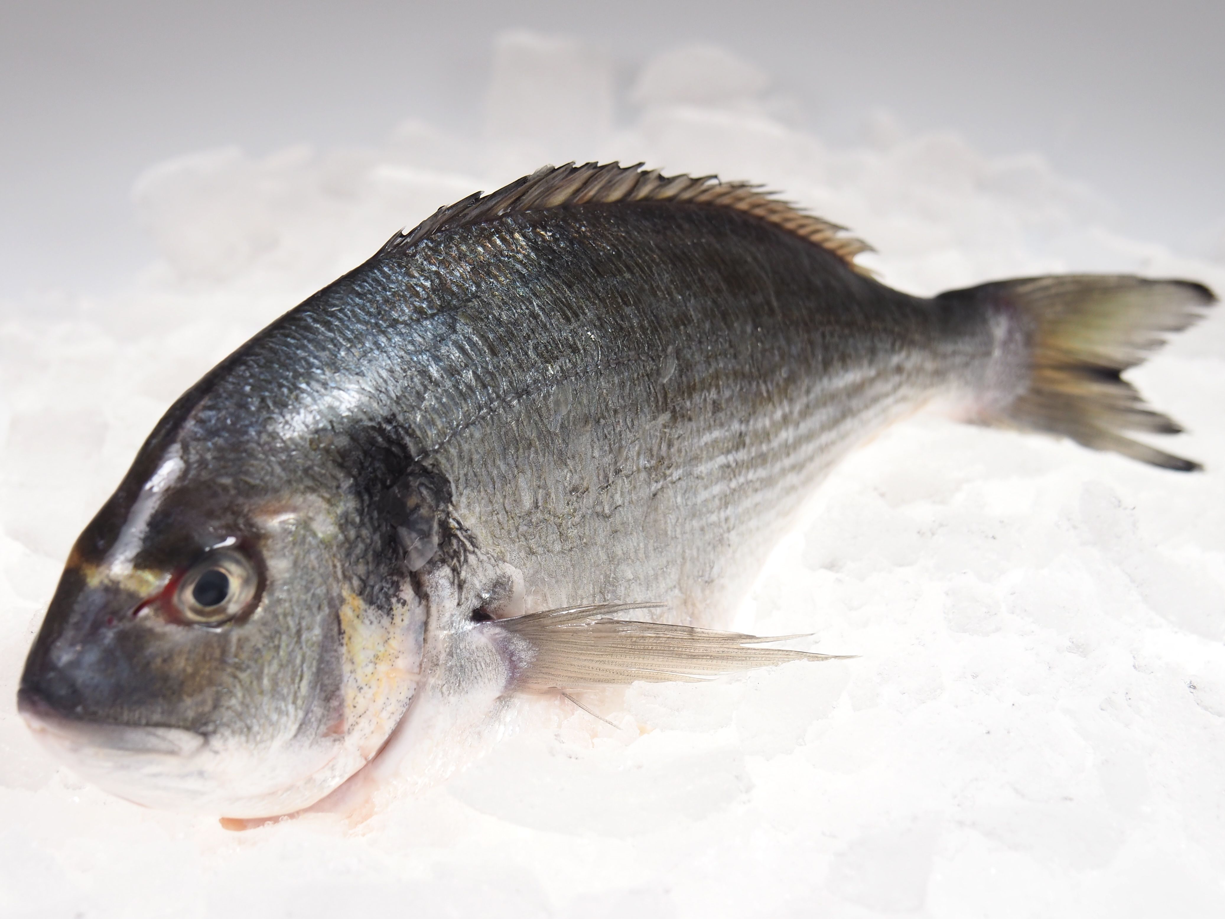 Dorade-royal Dorade royal